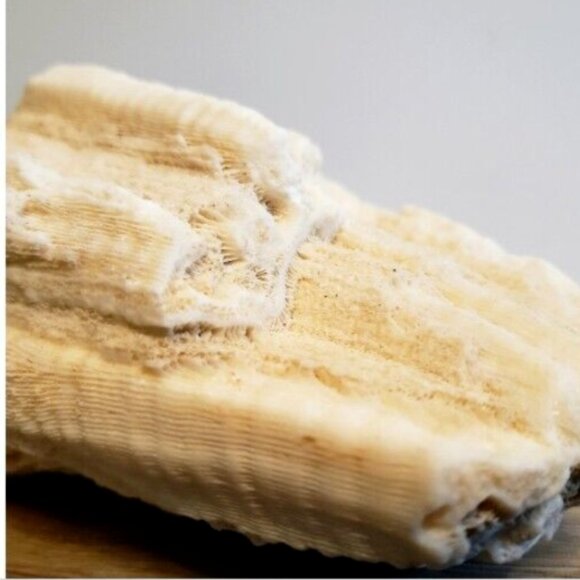 Large Vintage 1kg! Natural Real Sea Coral Specimen 6x5x4 Inches - Picture 8 of 9